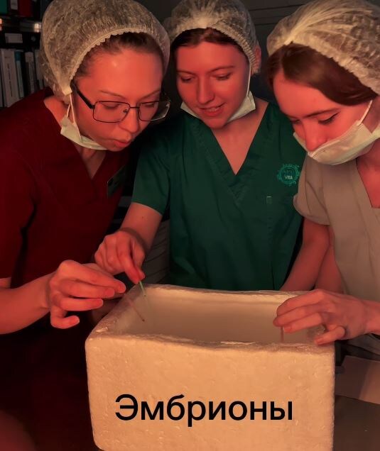 С любовью к каждому эмбриону