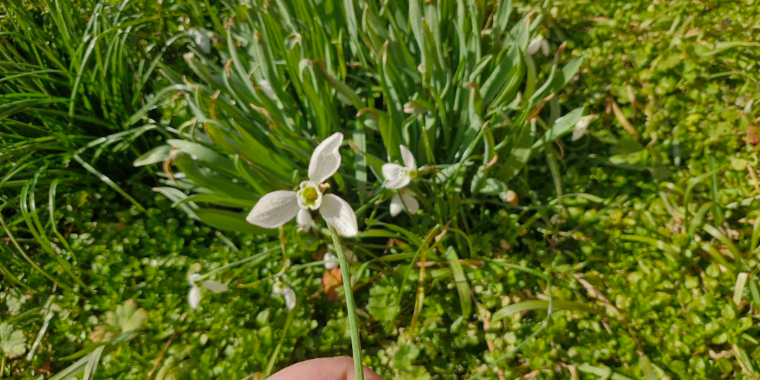 Подснежники