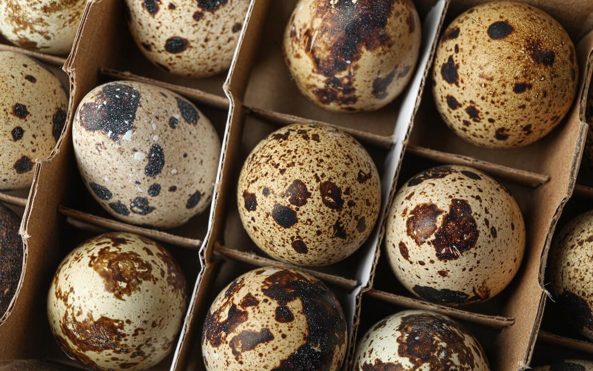    Купили перепелиные яйца — что дальше? Идеи, которые пригодятся