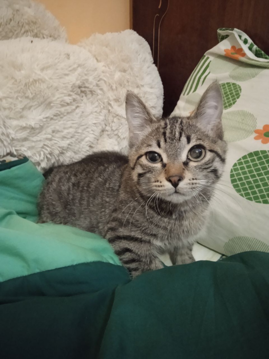 Но надо жить свою жизнь, ибо другой не будет. Печь блины, гонять с кухонного стола обнаглевшего кота, мирить детей, обнимать мужа. 