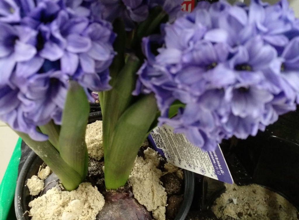  Гиацинты в горшочках