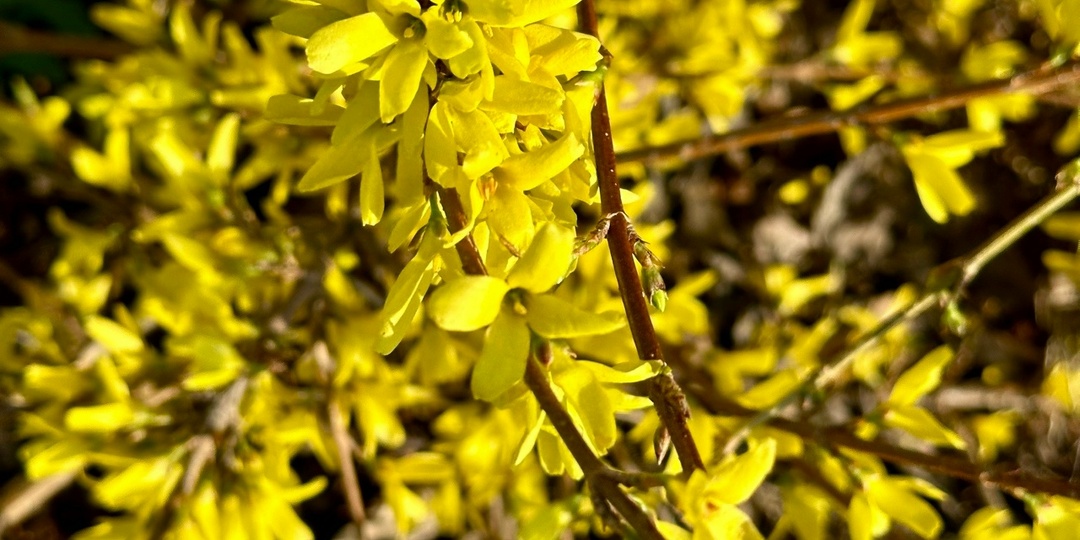 Цветы раньше листьев и сакура на Урале. Топ-5 необычных кустарников, цветущих весной