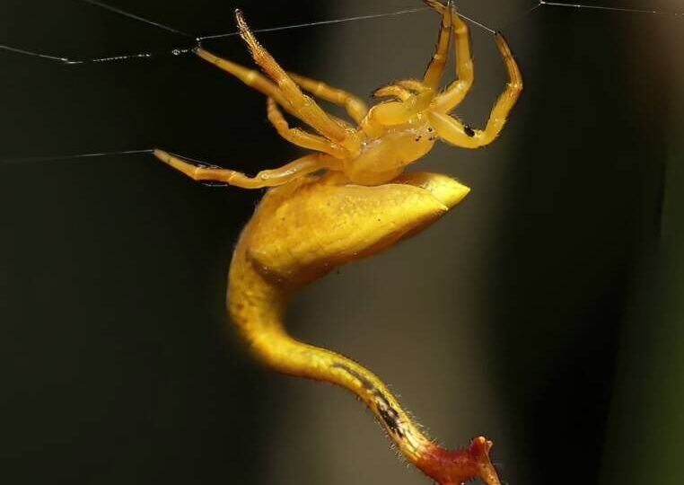 Паук или скорпион? А если скорпионохвостый паук?