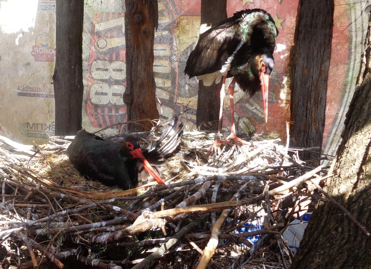 Фото здесь и далее: группа ВКонтакте Центр реабилитации диких животных «Ромашка»