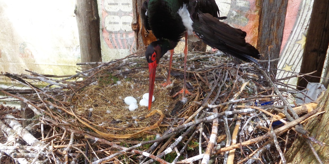 На платформе «Зов природы» стартовал сбор средств на вольер для подготовки птенцов черного аиста к жизни в природе