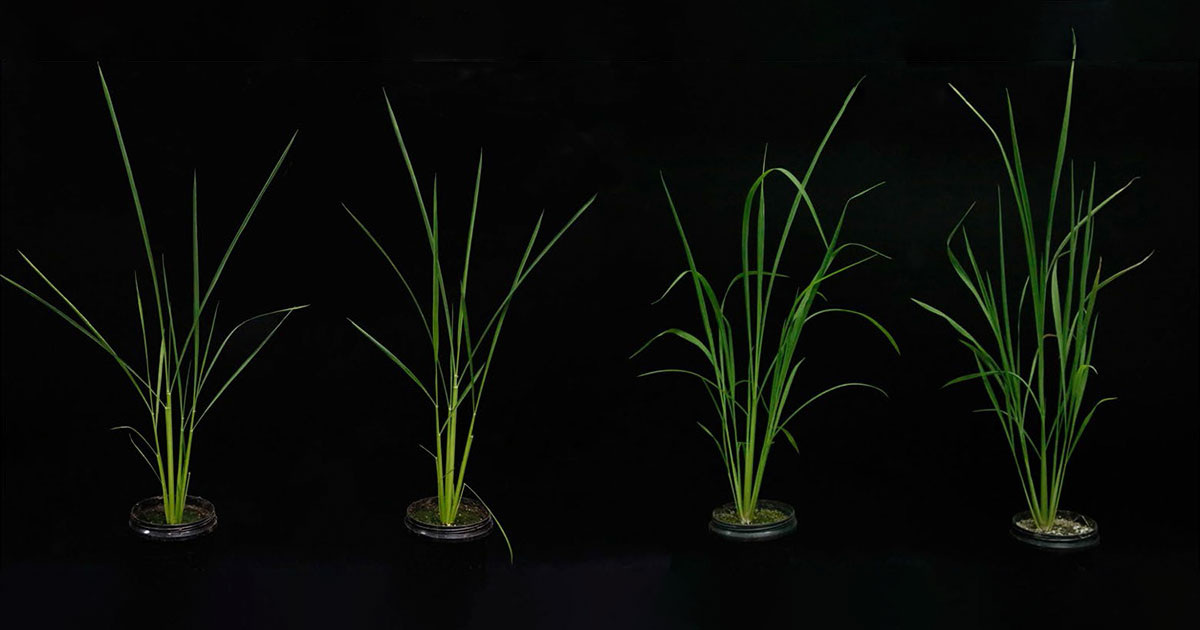 Ежовник (два куста справа) маскируется под культурный рис (слева). Фото: Nature Ecology & Evolution