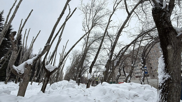    Кировские тополя подверглись обрезке