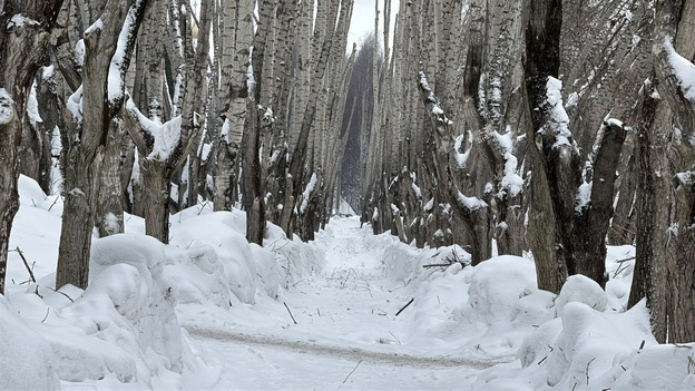    Кировские тополя подверглись обрезке