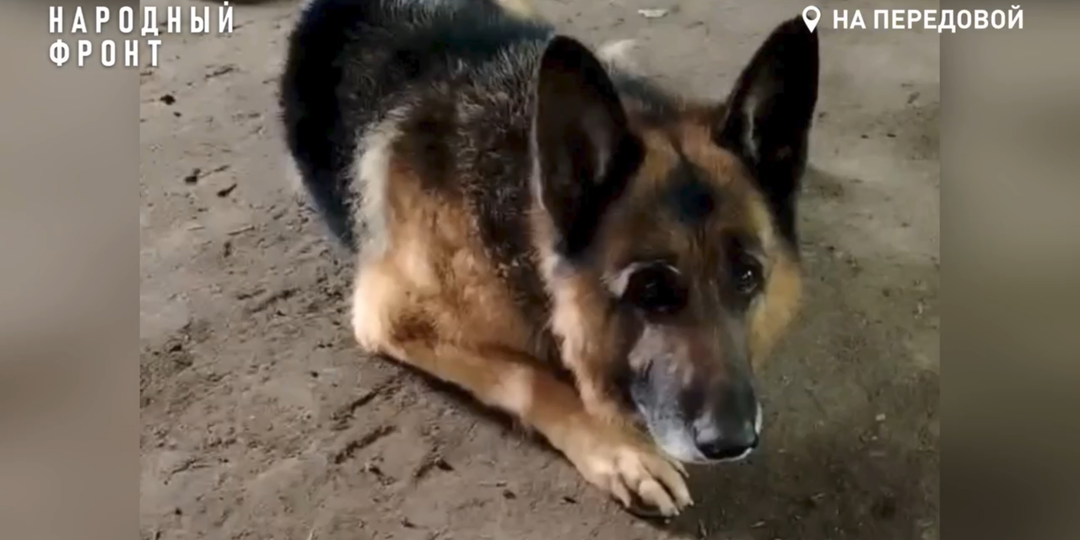 Карельские бойцы спасли овчарку в разрушенном поселке Донбасса
