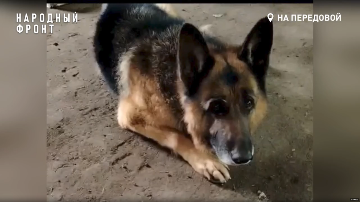    Пёс Рекс. Фото: Народный фронт
