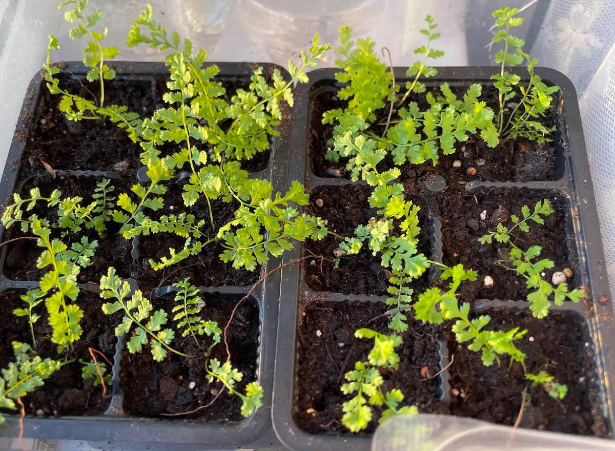 Кочедыжник женский (Athyrium filix-femina) 'Frizelliae'. Мои сеянцы