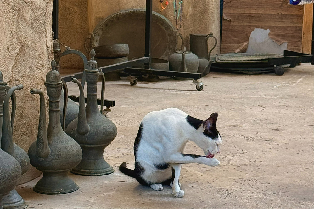 Местный хвостатый житель