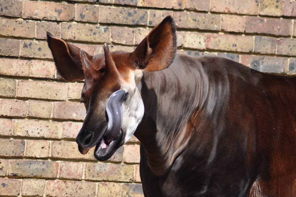 Тот самый знаменитый 40-сантиметровый язык, заменяющий животному мочалку и ватные палочки 👅
