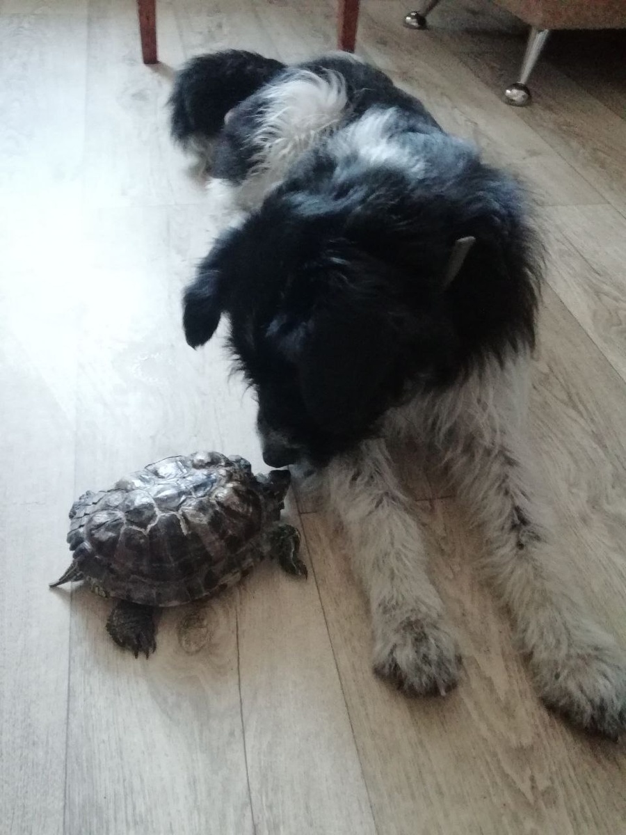 Приветик из дома нам отправляет пёсик Митя. Кто помнит, недавно мы рассказывали не простую историю его жизни, теперь Митенька живет дома, у любящих, заботливых хозяев. Митя познакомился с черепахой Джери