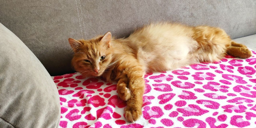 Подарите себе счастье - возьмите кошку из приюта