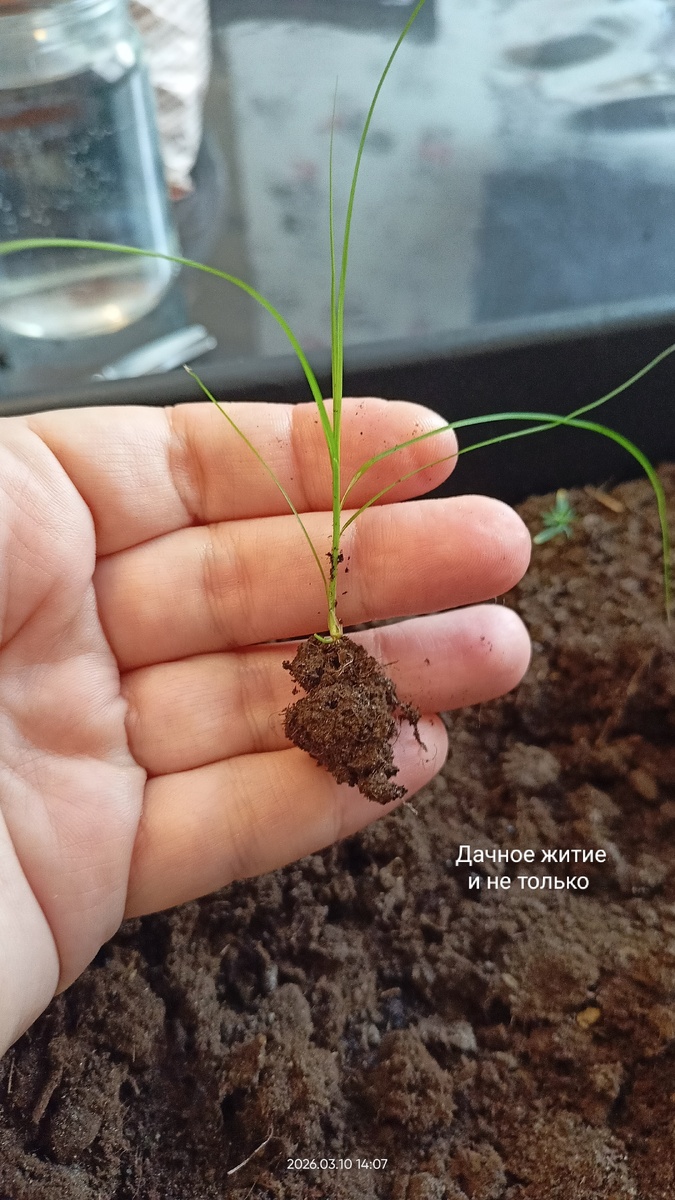 Неопознанный росток