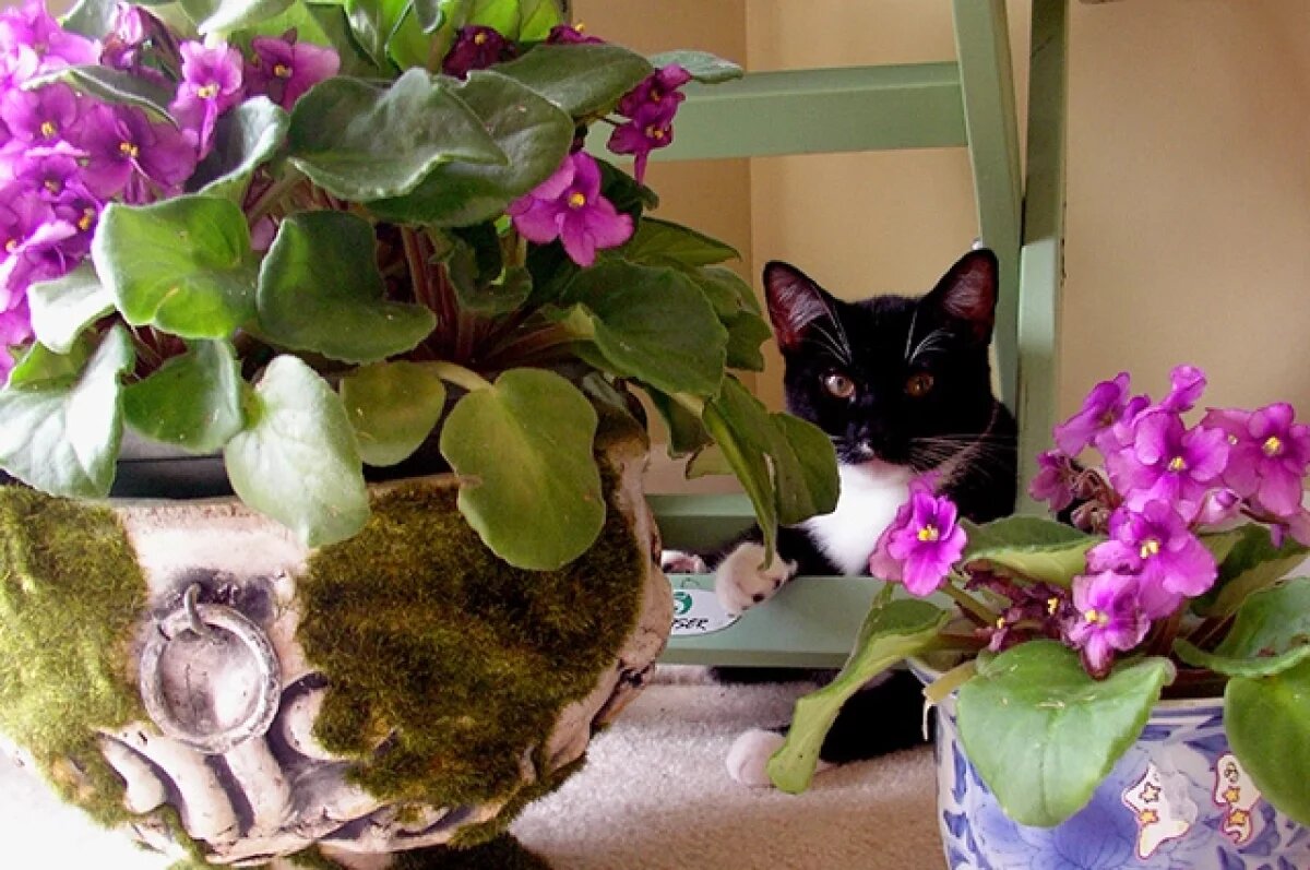    Агроном Терентьев рассказал, как помочь комнатным цветам, если они желтеют