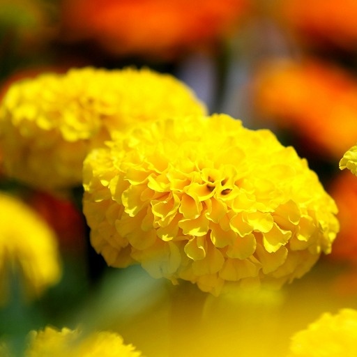    Бархатцы для сада Кристина Борунова