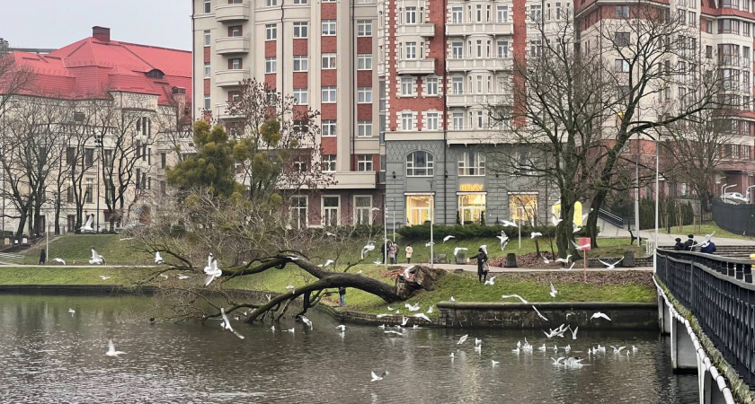    Первый городской канал Калининград