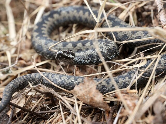    Фото: ТАСС/Владимир Гердо