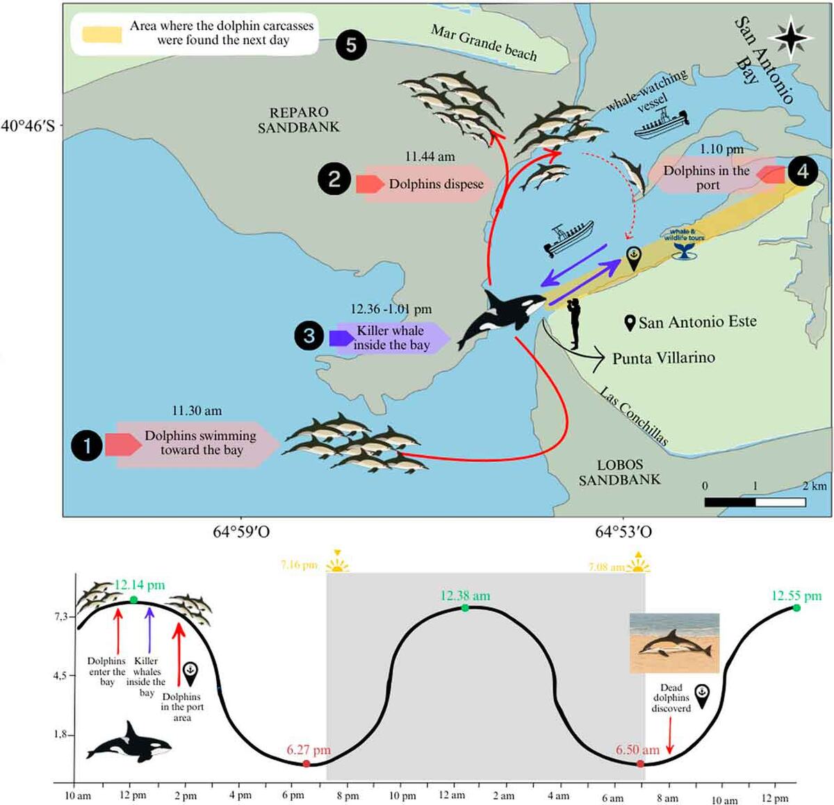    Движение группы обыкновенных дельфинов в заливе Сан-Антонио 21 сентября 2021 года и хронология событий, связанных с массовой гибелью животных / © Magdalena Arias