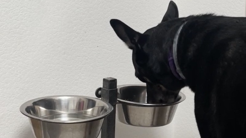 И именно так кушать сухой корм становится вкуснее! Проверено! Но! Для того, чтобы еда была вкуснее, сухой корм лучше во влажный вообще не добавлять! Прям всем вам, сородичи, рекомендую! Передайте своим человекам!