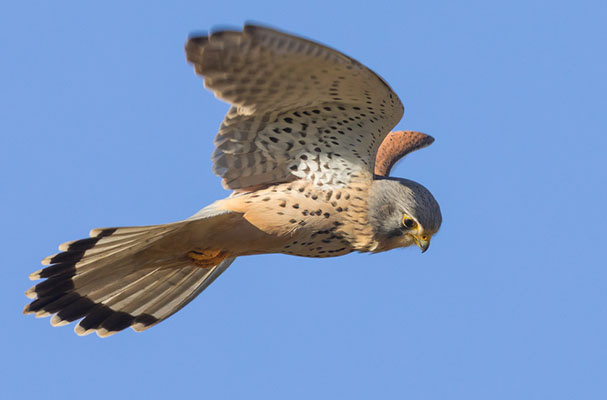 В природе пустельга мастерски зависает на месте, высматривая добычу в густой траве.