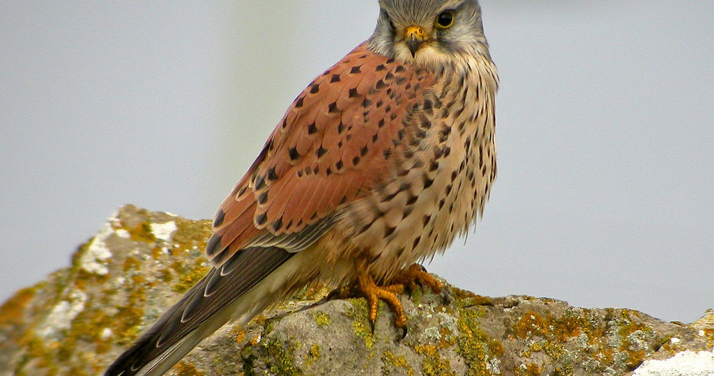 Обыкновенная пустельга: описание, фото и правила содержания хищной птицы дома