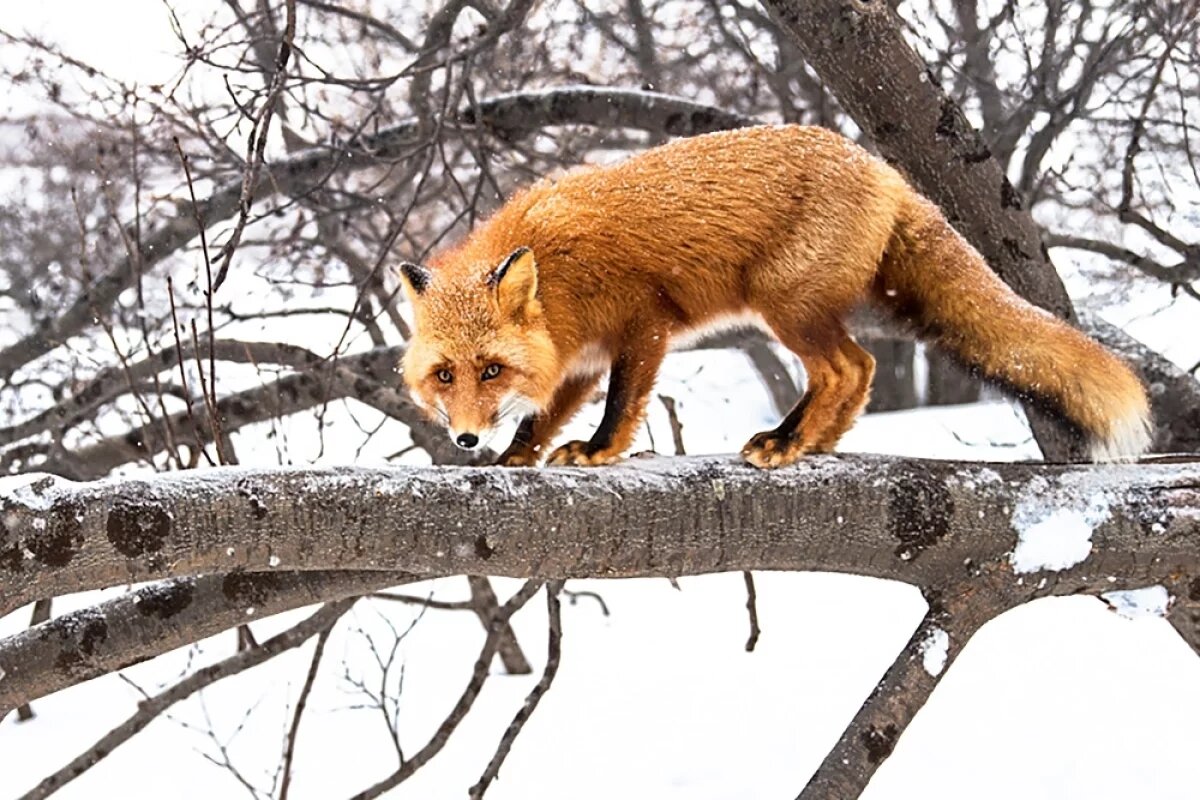    На Камчатке отстреляют 12 лисиц, которые подходят к детским площадкам