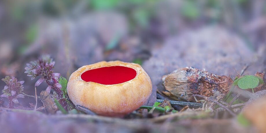    Фото: 123RF.com/lukjonis