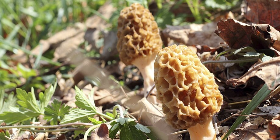    Фото: 123RF.com/alexeykonovalenko