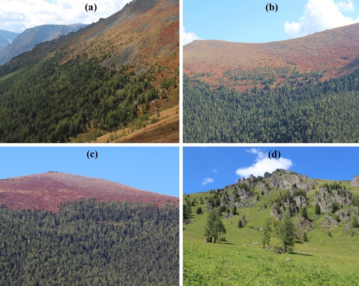 Общий вид исследуемых склонов: (а) — восточный, (b) — северный, (c) — северо-восточный, (d) — южный. Источник: Andrey Grigoriev et al. / Forest Ecosystems, 2026