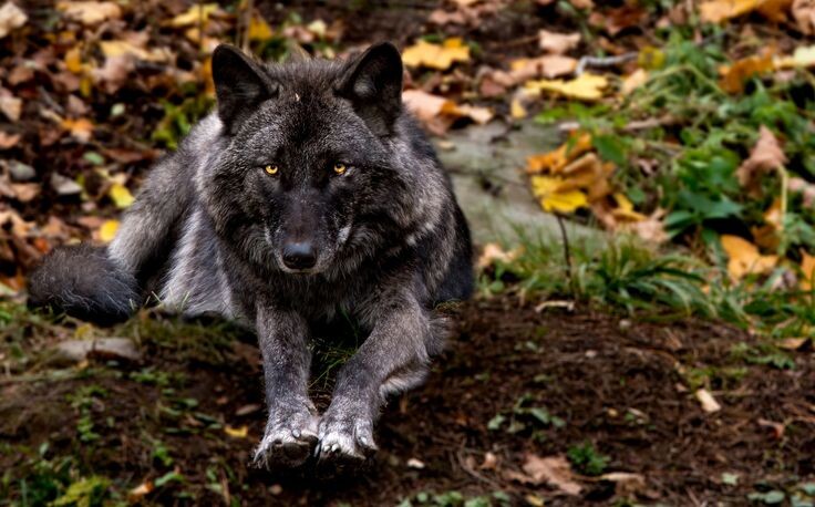 Тень северных лесов. Хищник, который носит свою защиту в цвете шкуры.