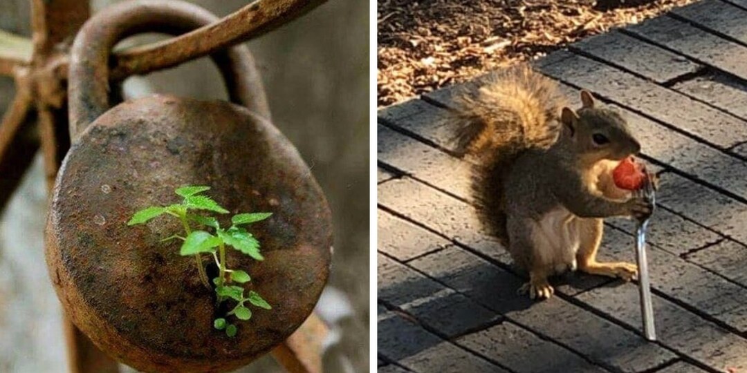 18 случаев, когда природа бесцеремонно вторгалась в мир человека, показав, что от неё не скрыться