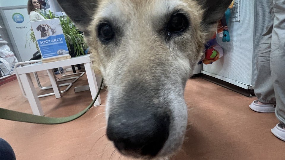 Новости о Лилу