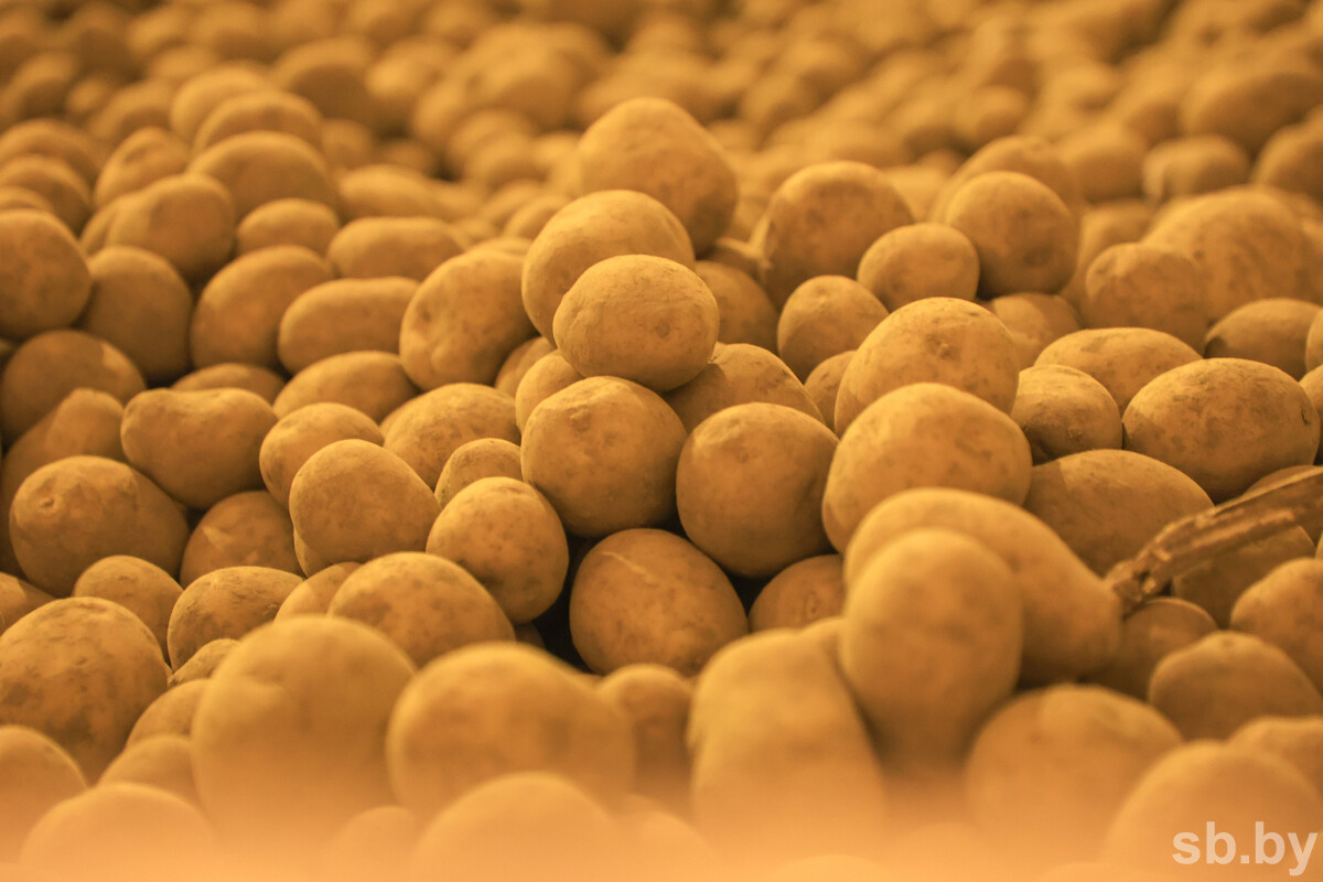 Иллюстративное фото из архива «СБ»