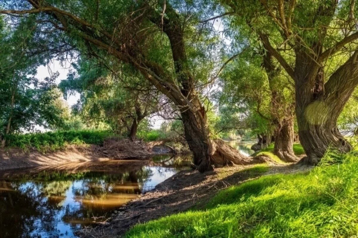    В лесах Астраханской области с 10 марта объявлен пожароопасный сезон