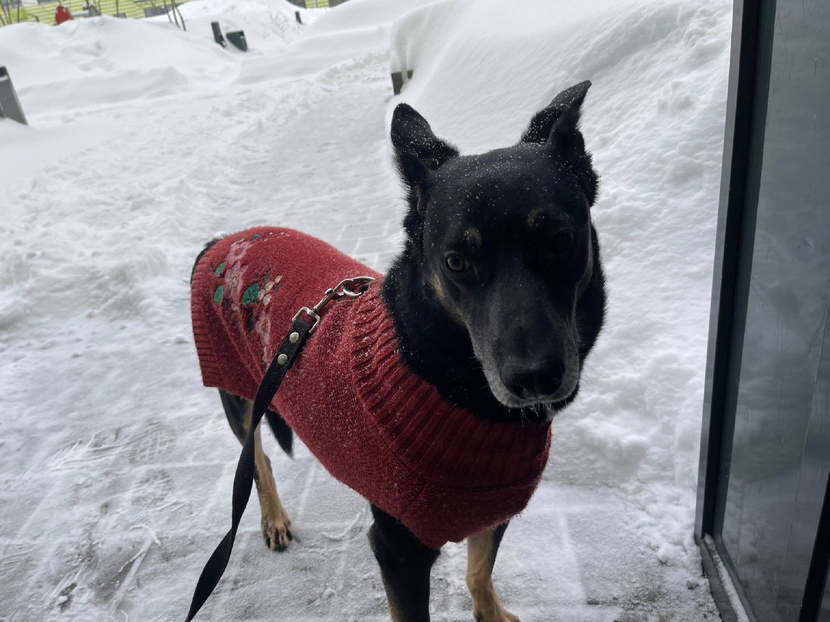 А тем временем, сахарная пудра уже исчезла, а дворники успели дорожку расчистить 🤦‍♂️...