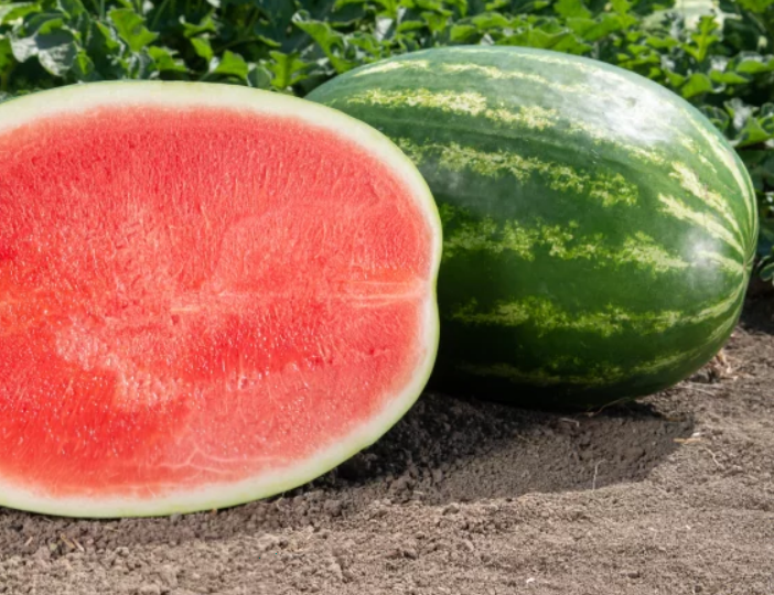 16 новых гибридных сортов арбуза на сезон 2026!!!