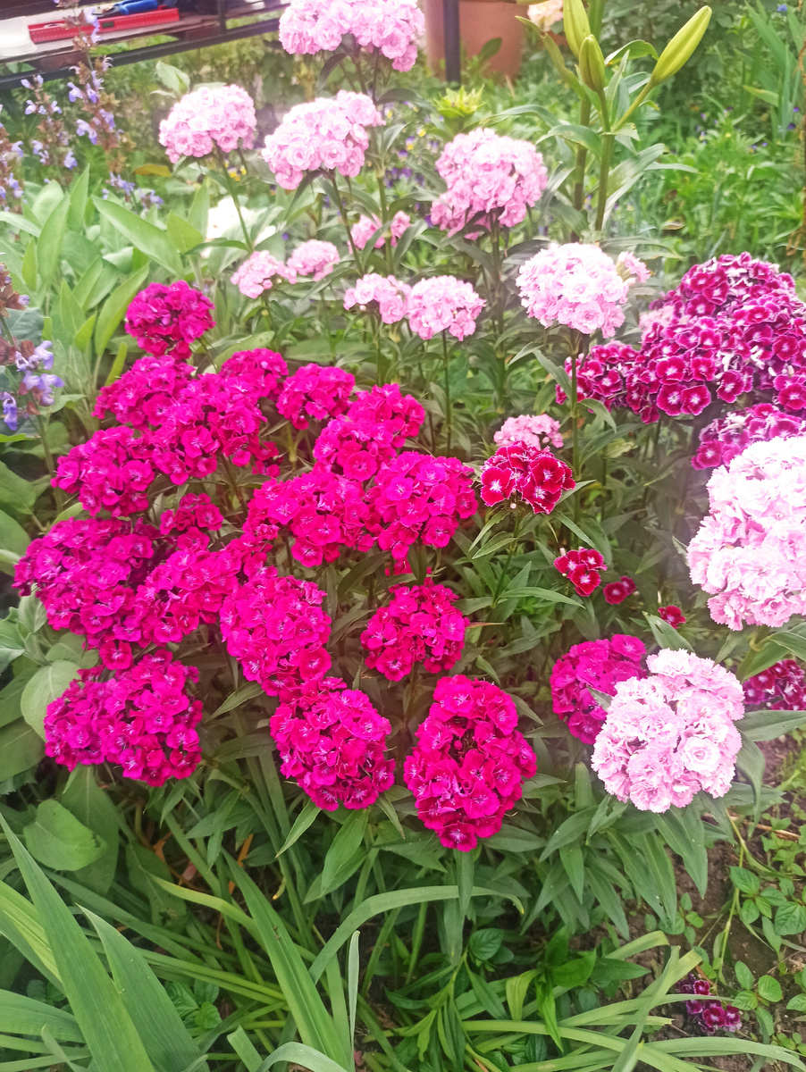 Гвоздика турецкая 