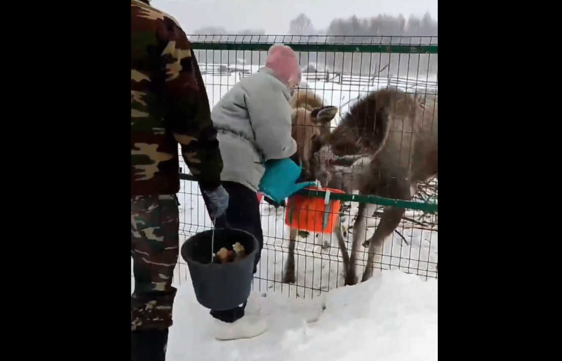    Инспектор госохотнадзора Александр Пасынков отметил, что лосята полны энергии и хорошо развиты