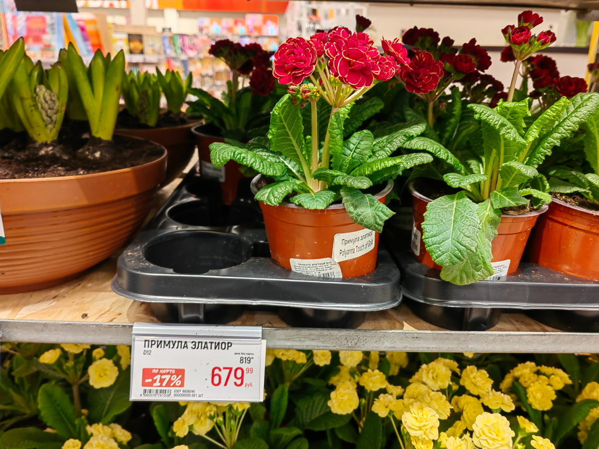 На ценник не обращайте внимание, стоят примулы 169 рублей, а в красивой корзине - 679. Те же примулы, но просто добавили пластиковые корзинки. 