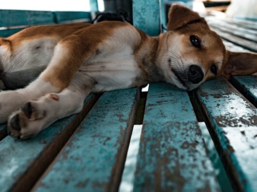    Собака из приюта // Фото с сайта https://pxhere.com