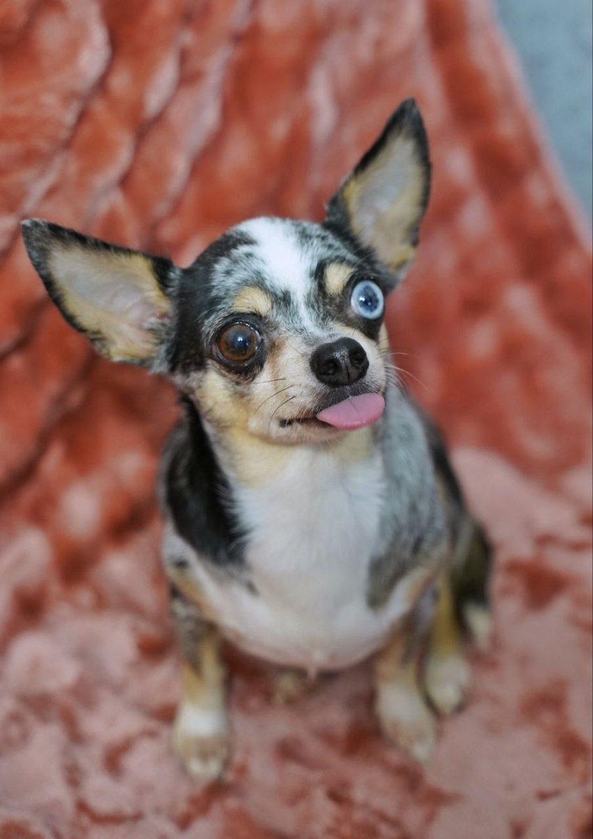 ИЩЕТ ДОМ Прелесть, маленькая собачка из приюта Домик Мелкашей