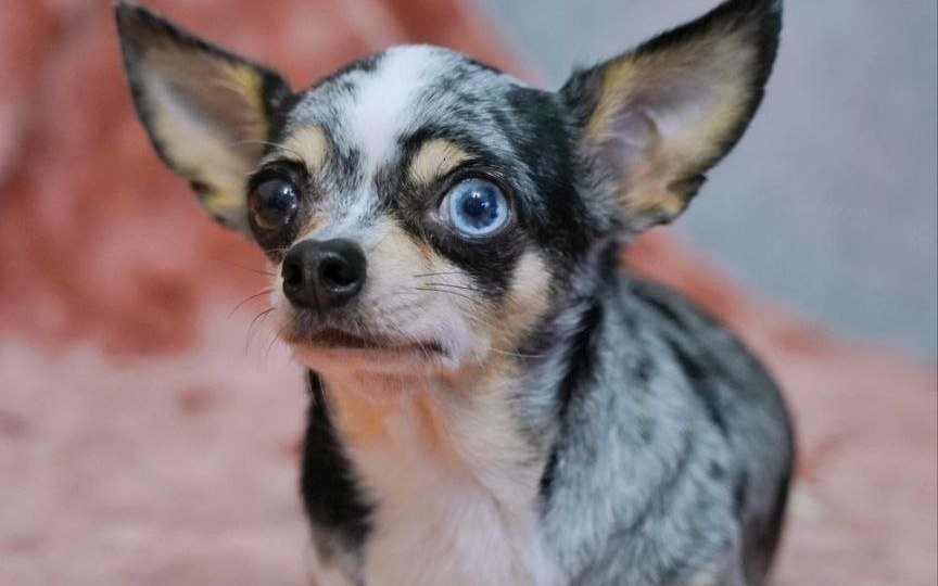 Прелесть ИЩЕТ ДОМ! Приезжайте уже в эти выходные в приют и заберите собачку в свой дом❤️