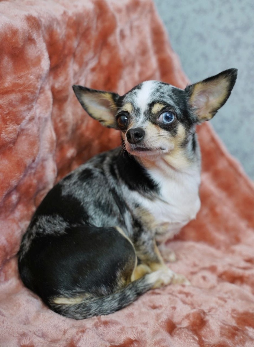 ИЩЕТ ДОМ Прелесть, маленькая собачка из приюта Домик Мелкашей