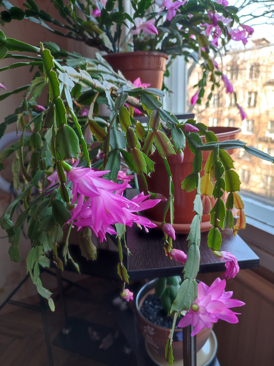 Декабристы продолжают меня радовать своим цветением