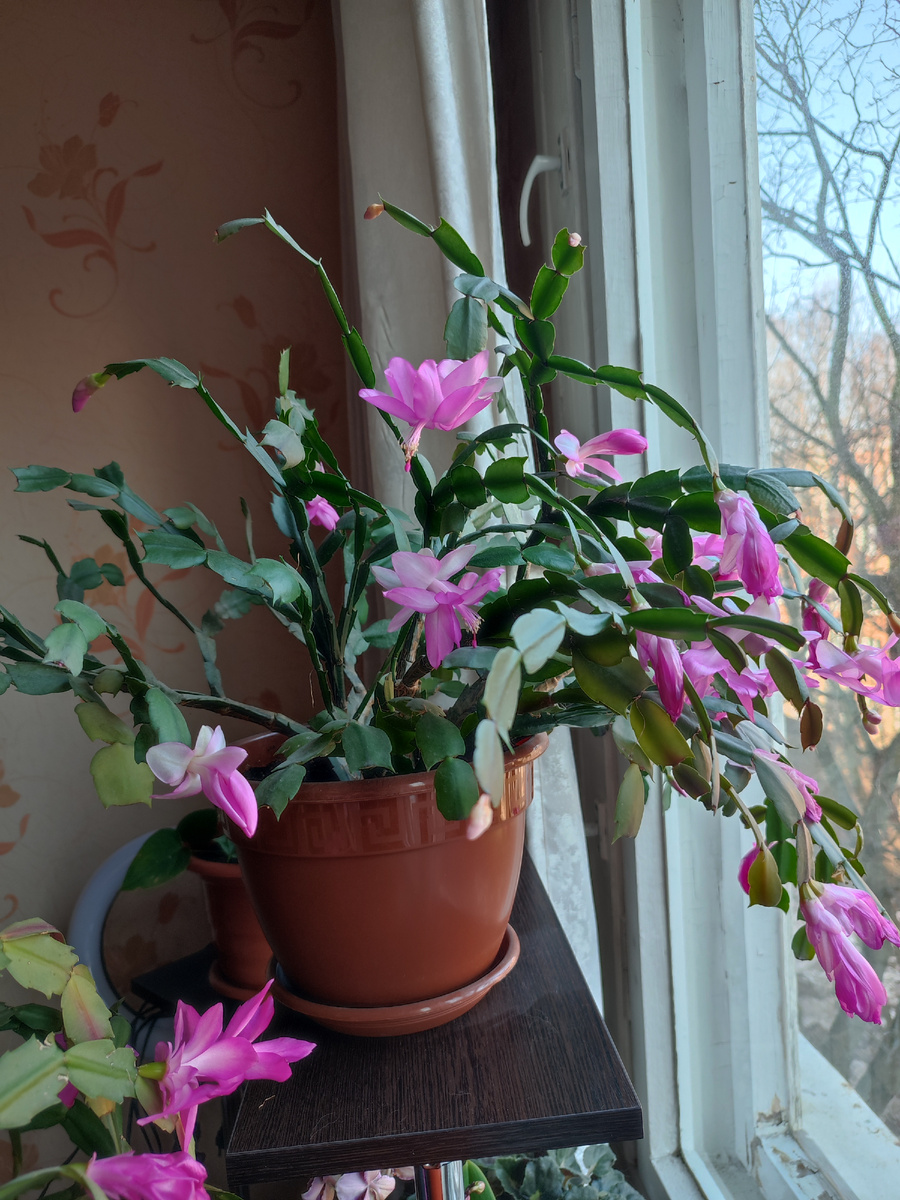 У этого Декабриста цветочки более нежного розового цвета. На фото, к сожалению, они смотрятся более ярче