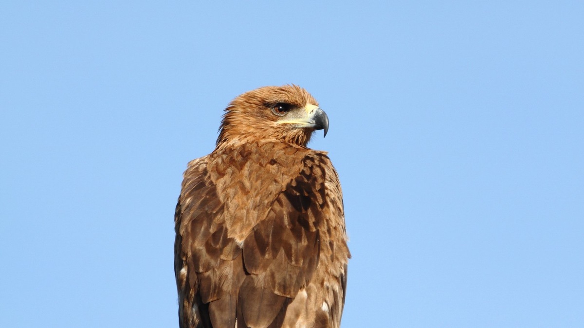    Центр «Пин и Пуф» — островок надежды для диких животных Башкирии