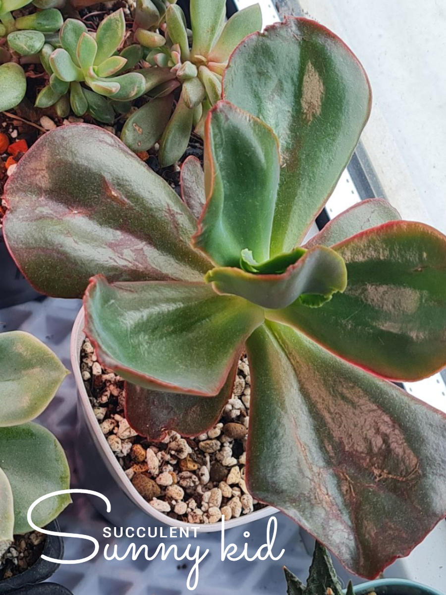 Приехал с ожогами, корнями поместился в горшок 6 см Июнь 2025 Sunny kid | Succulent